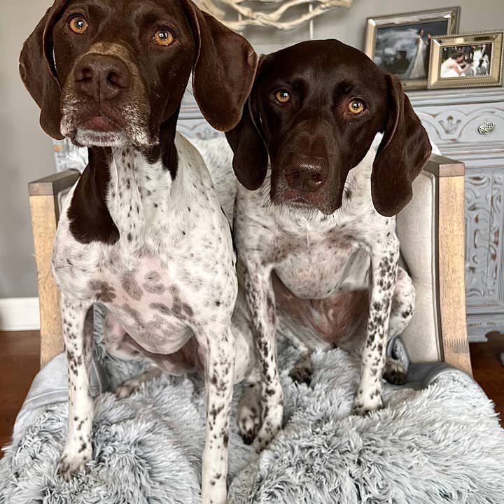 Tall Tails - Wholesale Pet Blanket - Dog - Tall Tails Grey Waterproof Dog Blanket - 40" X 60"