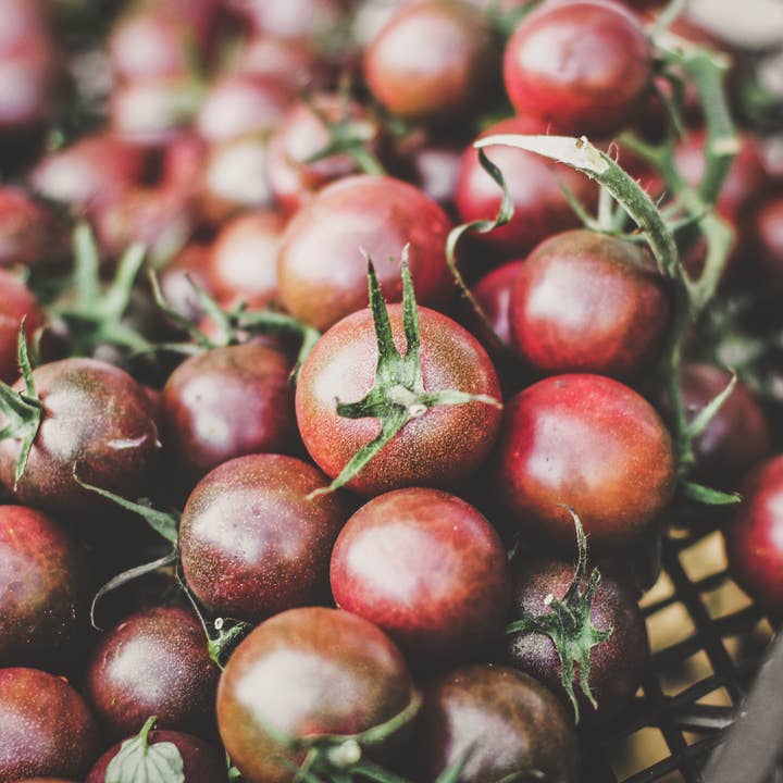 The Elevated Seed Co. - Wholesale Plant Seeds - Heirloom Tomato Seeds- Black Prince1