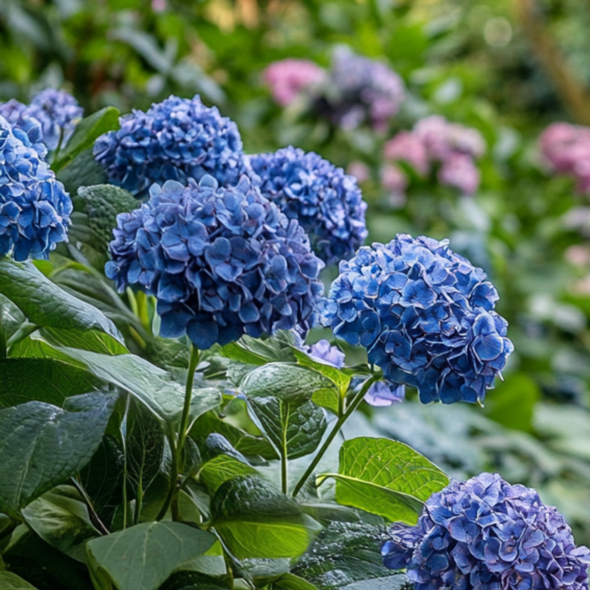 Oasis of Life - Wholesale Live Plant - Hydrangea Hortensia – 2 plants Hydrangea serrata 'Summerglow' – Hardy garden hydrangea with blue or pink flowers – For bed, balcony & pot – Height 25–40cm – Ø19cm4