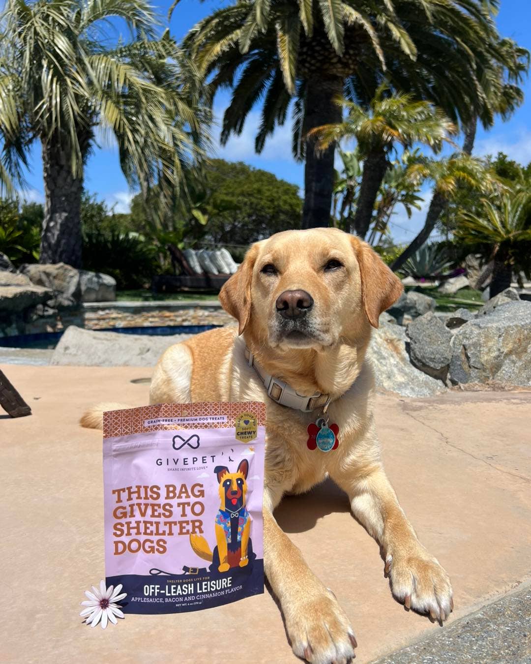 GivePet - Wholesale Pet Treats - Dog - GivePet Off-Leash Leisure Soft and Chewy Training Dog Treat2