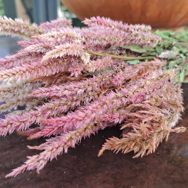 Fence Post Florals - Wholesale Dried/Pressed Flowers - Celosia-Floret2