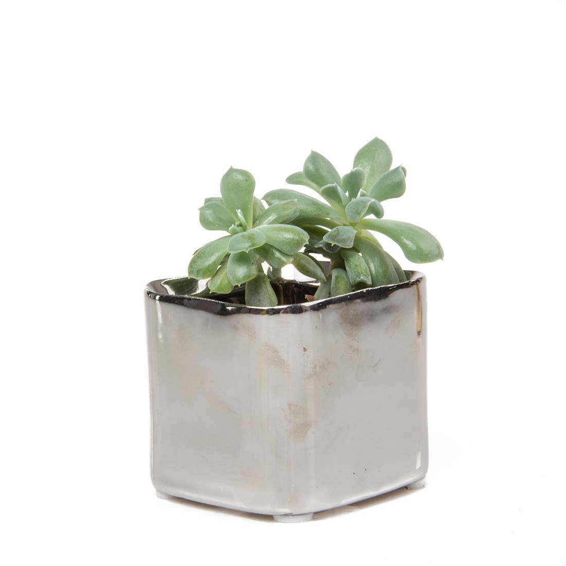 Chive - Wholesale Plant Pot - Svek Succulent Planter For Succulents And Floral Frogs8