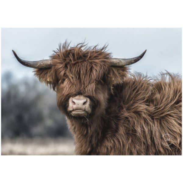 Ung ko trädgård affisch för wholesale av GM decoratie