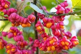 The Rike - Wholesale Plant Seeds - 50 Burning Bush Seeds Cold Hardy Color Grass Ornamental Autumn Hedge Tree Seed for Planting - Euonymus alatus Winged Spindle Winged Euonymus Bush Kochia Scoparia Bassia Red Shrub Seeds6