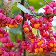 The Rike - Wholesale Plant Seeds - 50 Burning Bush Seeds Cold Hardy Color Grass Ornamental Autumn Hedge Tree Seed for Planting - Euonymus alatus Winged Spindle Winged Euonymus Bush Kochia Scoparia Bassia Red Shrub Seeds6