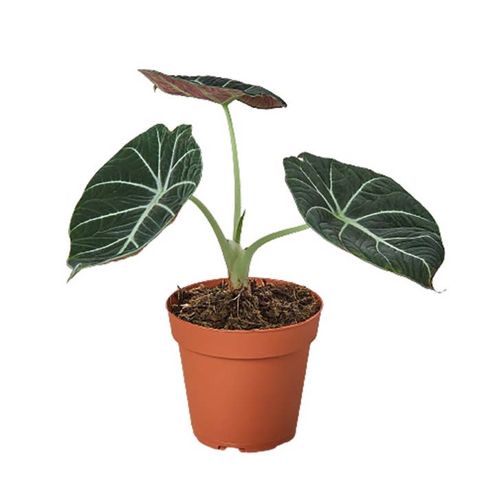 ALOCASIA BLACK VELVET 4-inch for wholesale by House Plant Wholesale