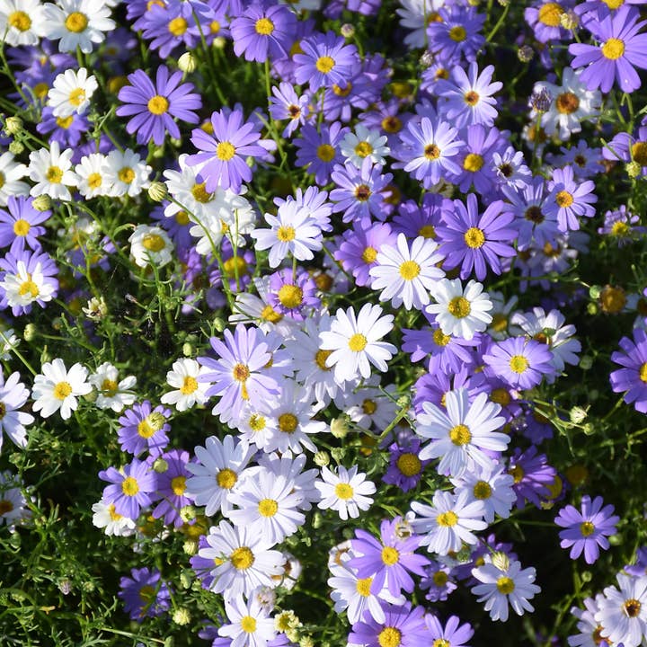 Urban Greens - Wholesale Plant seeds - Urban Greens Australian Native Swan Daisies Grow Kit3