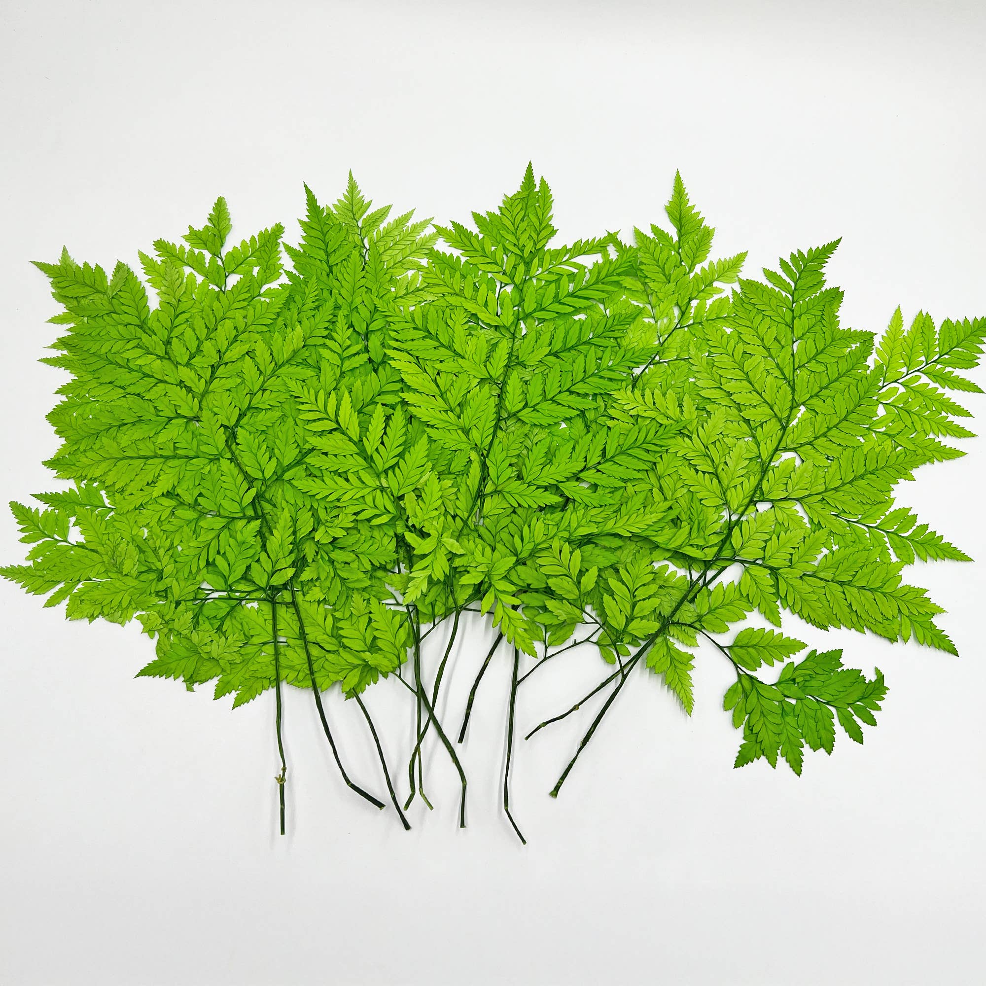 2626 Designs - Vente Fleur séchée/pressée - Fougère Davallia Mariesii séchée et préservée28