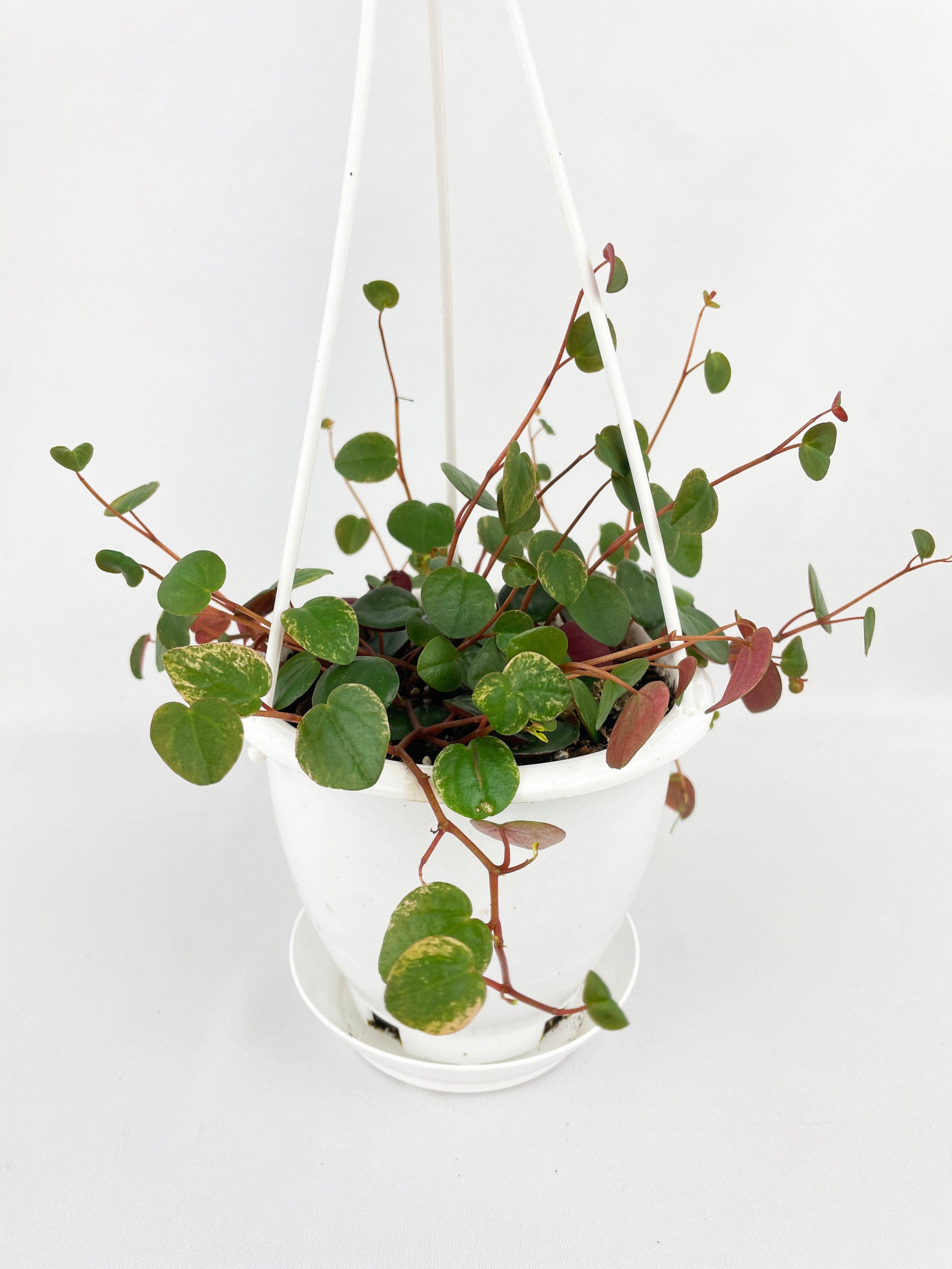Bumble Plants - Wholesale Live Plant - Peperomia Ruby Cascade0