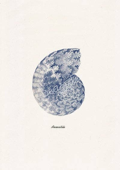 PRRINT! – wholesale Art print – Sea shell  in blue - Nautilus 1 (Ammonitida)1