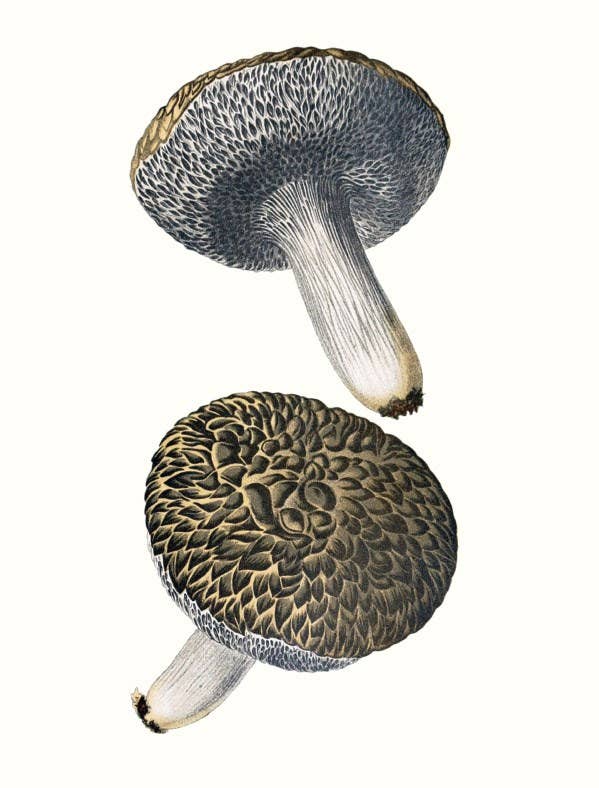 W. W. Norton - Wholesale Nature & Outdoors - Mushrooms10