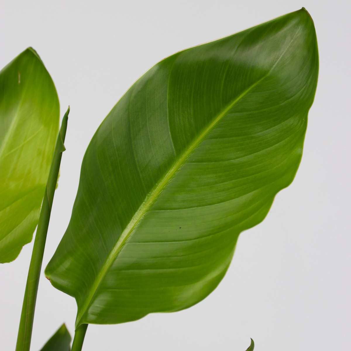 Oasis of Life – wholesale Live plant – Strelitzia Nicolai – Bird of Paradise – Height 55–70cm – Ø17cm – Large tropical houseplant in decorative basket – Easy care & air-purifying – Exotic Strelitzia from South Africa3