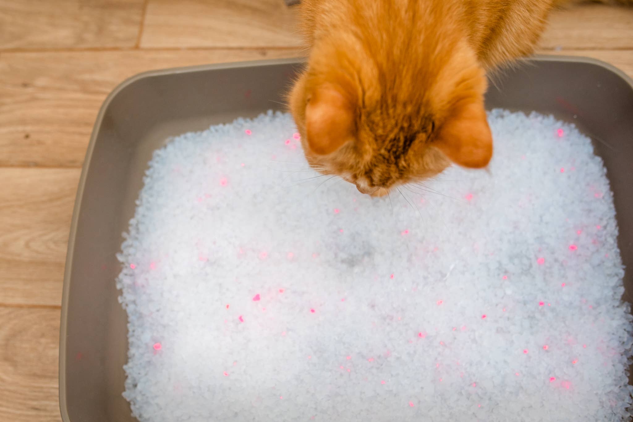 Calitti - Wholesale Cat Litter - Calitti CRYSTALS 8 lb Unscented Non-Clumping Cat Litter2