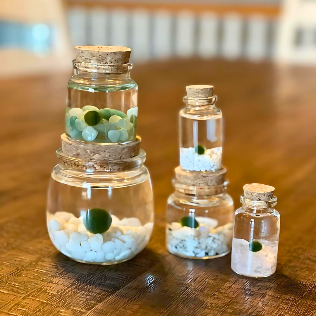 Moss Amigos | Moss Ball Terrariums - Wholesale Live Plant - Classic Small Marimo Moss Ball Terrarium5