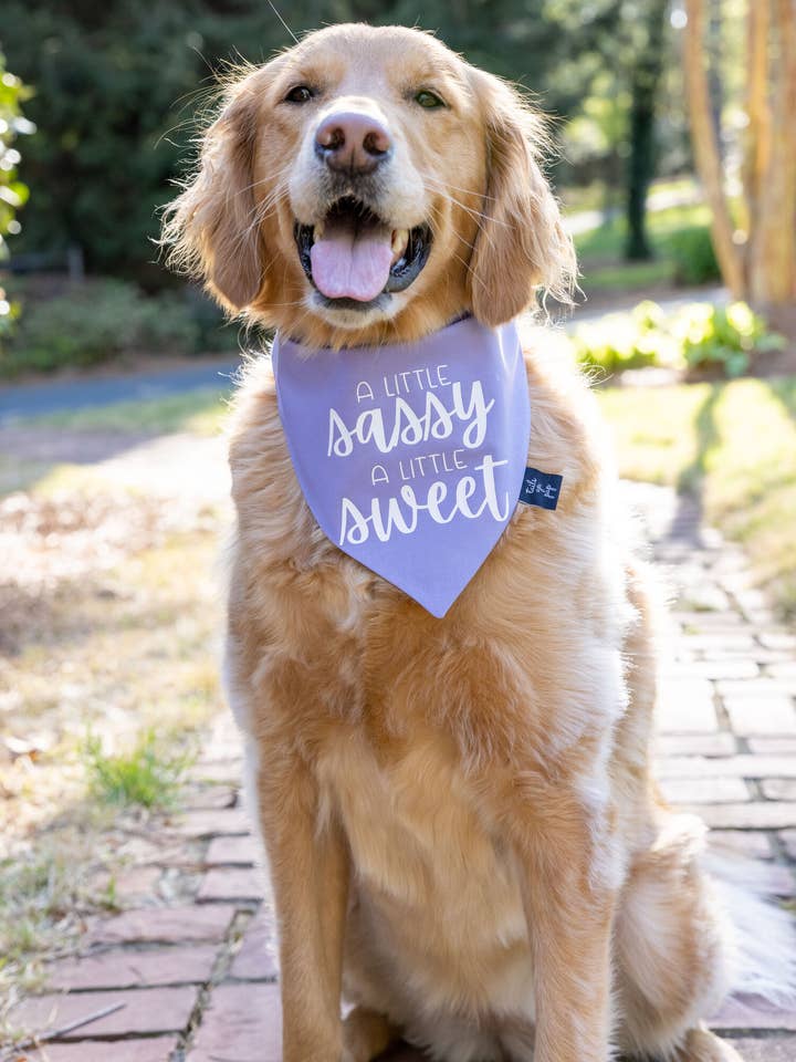 Lidt Sød En Lille Sassy Hund Bandana for engroshandel hos Tails Up, Pup