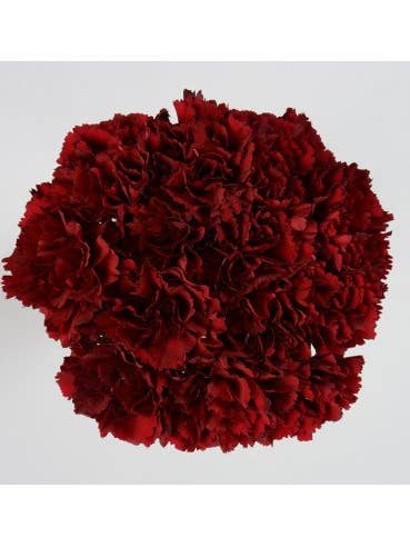 Carnations Solid Burgundy 150 / 75 stems for wholesale by Florasource