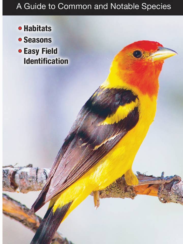 Oiseaux du sud de la Californie pour la vente par Quick Reference Publishing, Inc