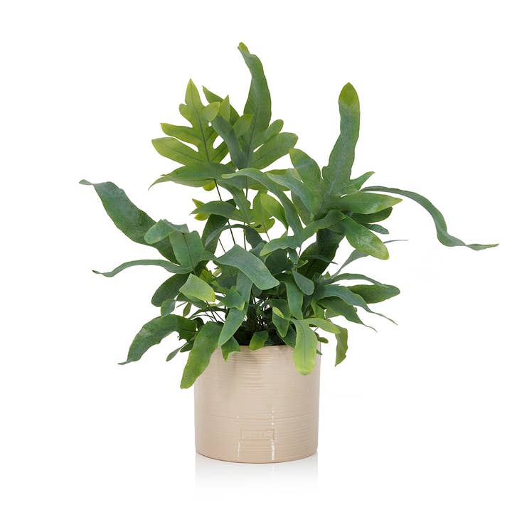 The Little Botanical β wholesale Live plant β British Grown Blue Star Fern4