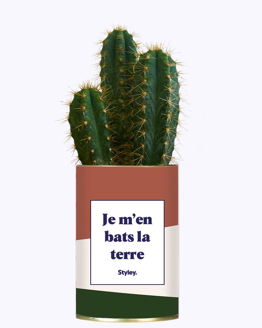 Styley - Wholesale Succulent - Je M'en Bats La Terre - Cactus1