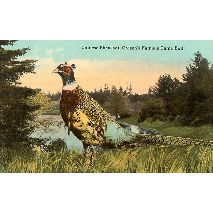 Found Image Press – wholesale Konsttryck – Konsttryck OR-280 Kinesisk Fasan, Viltfågel