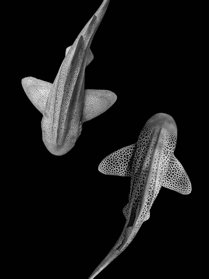 Leopards Yin Yang Travel Towel / Beach Towel - Lux Microfibr for wholesale by Will and Wind - Beach Towels & Accessories