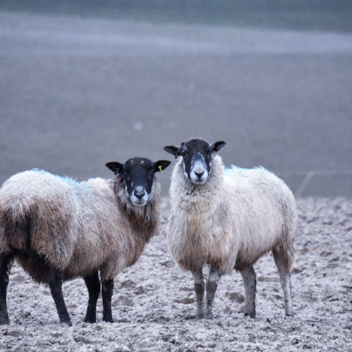 carte de vœux de mouton pour la vente par Red Berry Photos