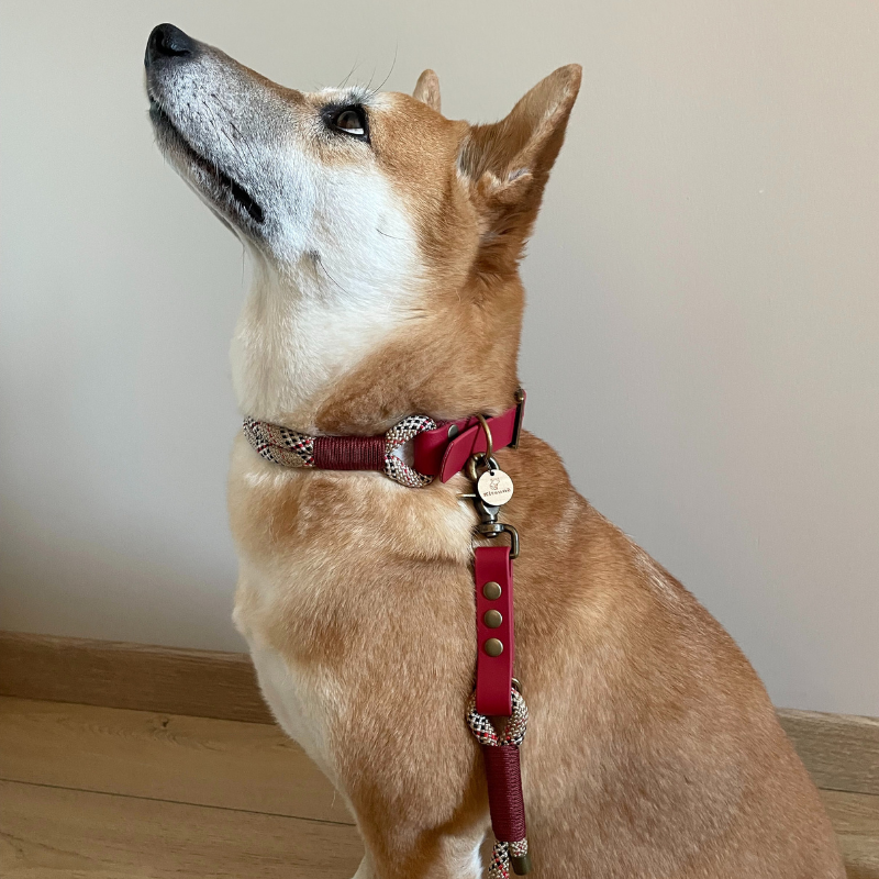 KITSUNE.DOG - Wholesale Pet Collar - Dog - Original red biothane dog collar and tartan paracord4