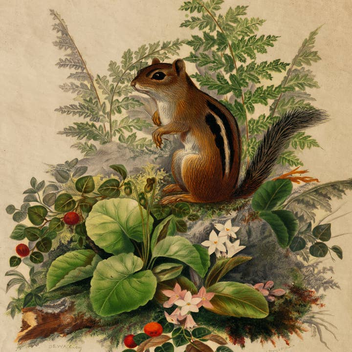 Madison Bay Co. - Historical Home Decor Reproductions - Wholesale Art Print - Woodland Chipmunk Cottagecore Framed Reproduction Print1