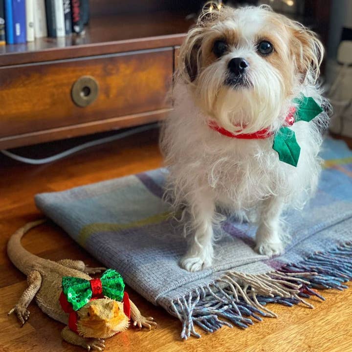 Talking Tables USA - Wholesale Pet Collar - Dog - Botanical Christmas Hound Holly Dress Up9