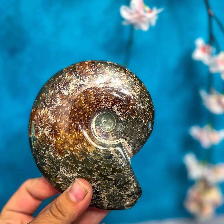 Mandala Gems - Wholesale Spiritual Stone/Crystal - Polished Ammonite Fossils2