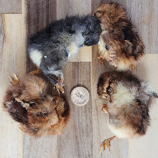 Frost Fang LLC - Wholesale Pet Treats - Dog - Dog Treat Freeze Dried Chicken - Baby (Chicks)1