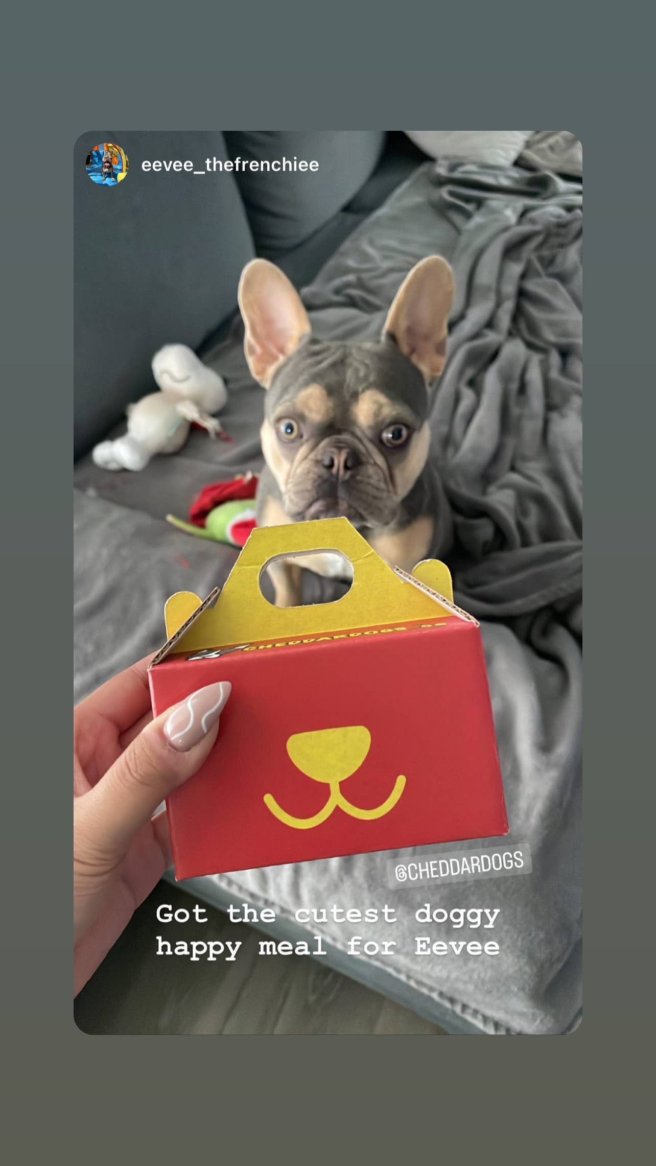 Cheddar Dogs - Vente Friandises – chien - Repas pour chiots1