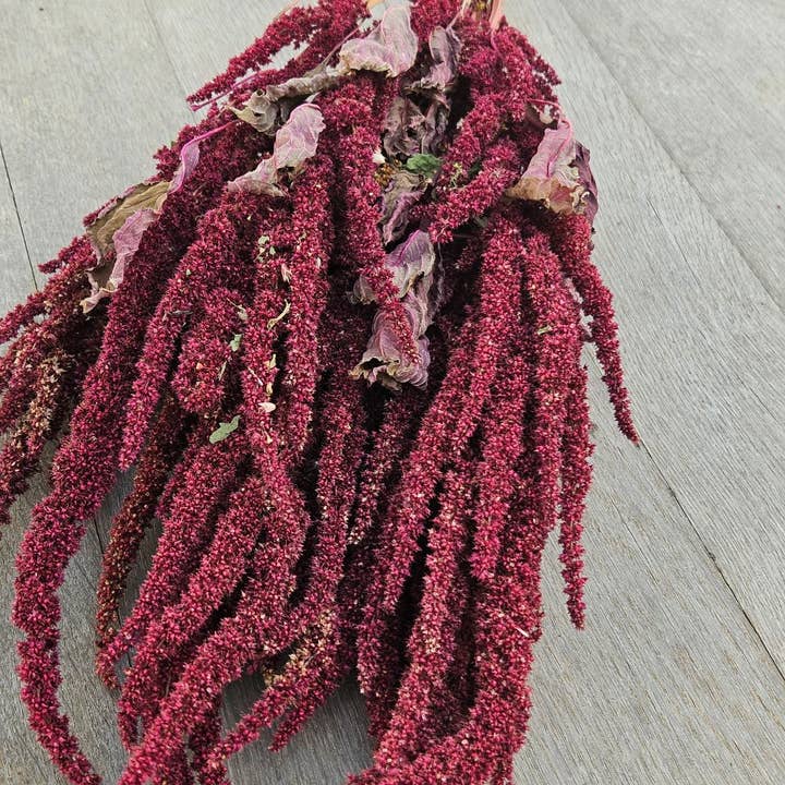 Alissas Flower Farm - Wholesale Dried/Pressed Flowers - Grain: Amaranth