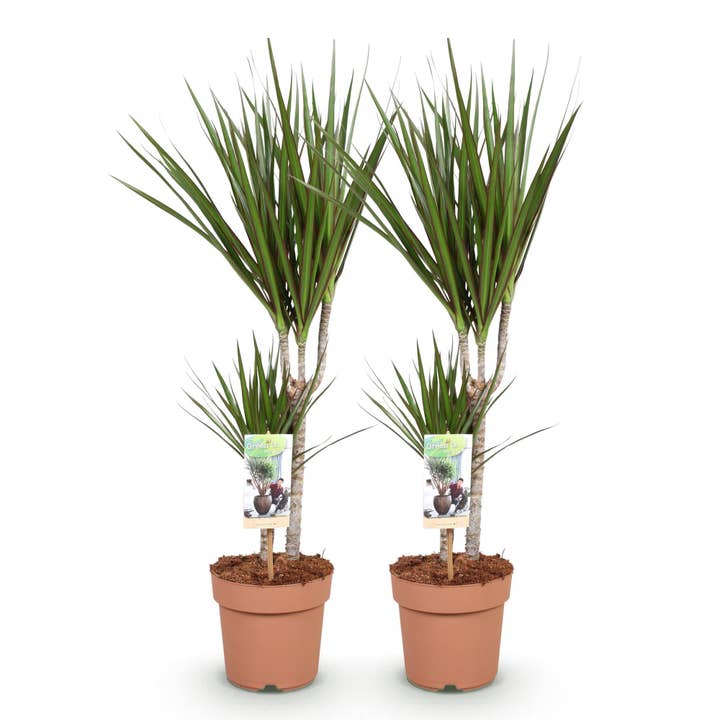 Dracaena Marginata – 2 elegante drageblodstræer – 70-80cm – 17cm – Nemme stueplanter – Slanke grønne planter med rød bladkant til moderne bolig- og arbejdsrum for engroshandel hos Oasis of Life
