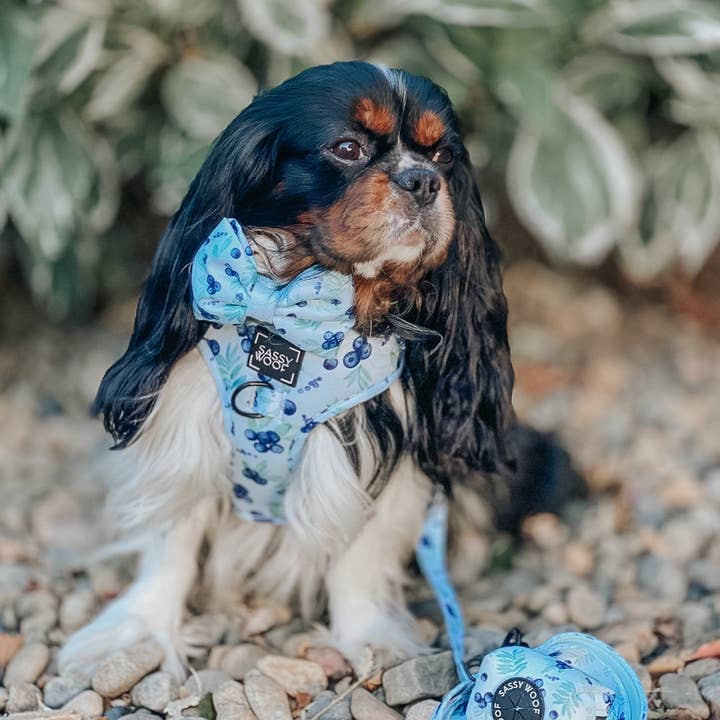 SASSY WOOF - Wholesale Pet Harness - Dog - Dog Adjustable Harness - Berry Sassy (Fruits)22