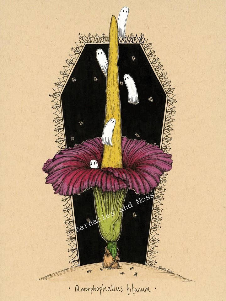 Corpse Flower Fine Art Print for wholesale by Barnacles and Moss