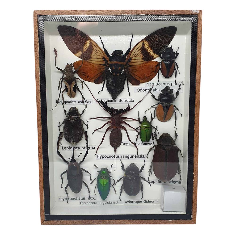 VIE - Wholesale Wall Accent - Framed Insect, Assorted3