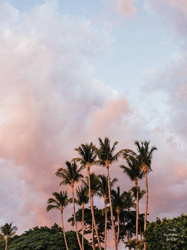 Palmiers en barbe à papa pour la vente par The Sunset Shop