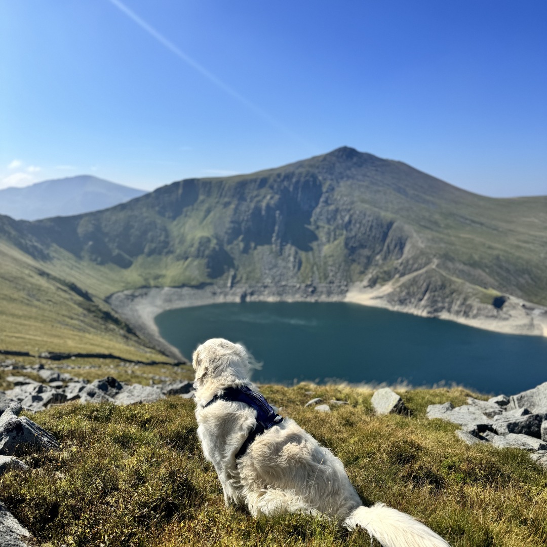 Air-Flow Harness - Dusk Blue for wholesale on Faire3