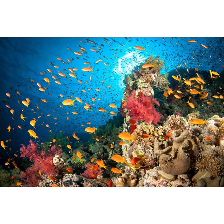 Reef Scene Photo Photograph Cool Wall Decor Art Print Poster for wholesale by Gotham Gifts