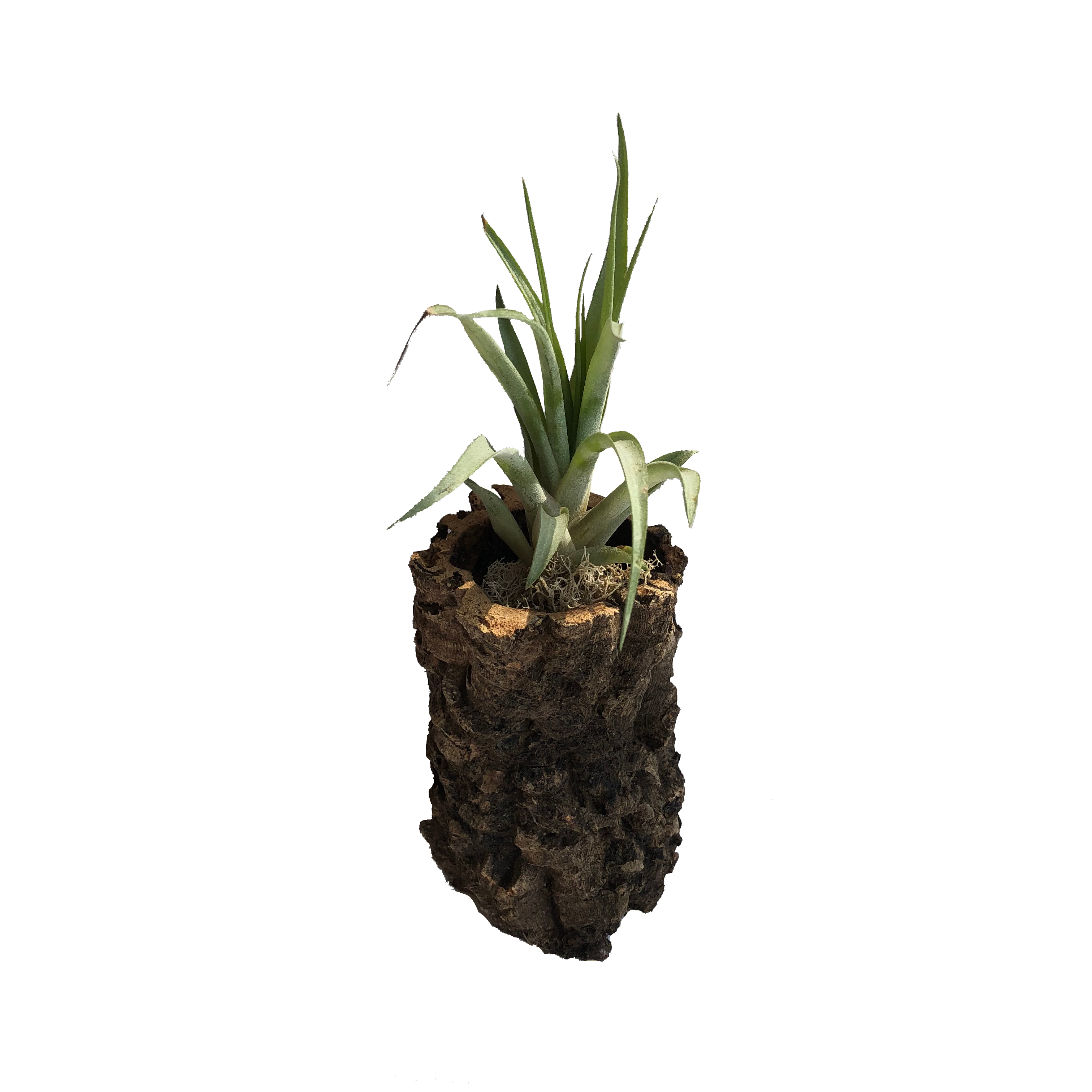 Jelinek Cork Group - Wholesale Plant Pot - Primitive Natural Cork Bark Plant Pot3