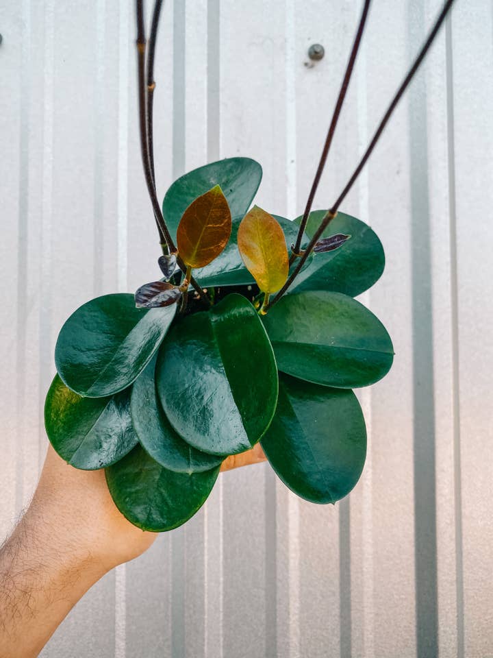 4" Hoya 'Australis' for wholesale by BWH Plant Co