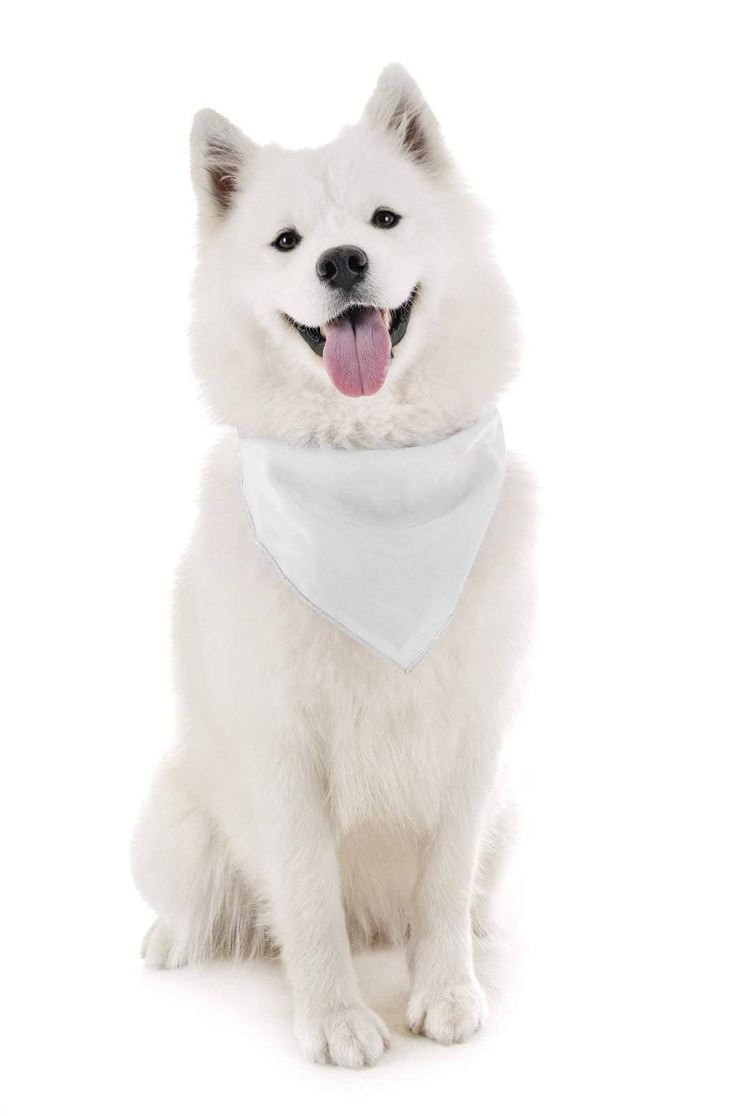 Auction Clearance - Vente Bandana – chien - Bandanas solides Balec pour chien, 4 pièces, écharpe et bavoir triangulaires pour tous les animaux de compagnie de petite, moyenne ou grande taille2