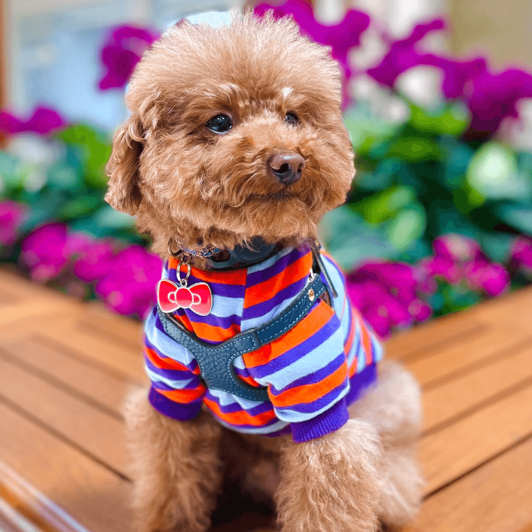 Barkada – Großhandel Haustiermarke – Katze/Hund – Barkada rote Schleifen-Haustier-ID-Marke3