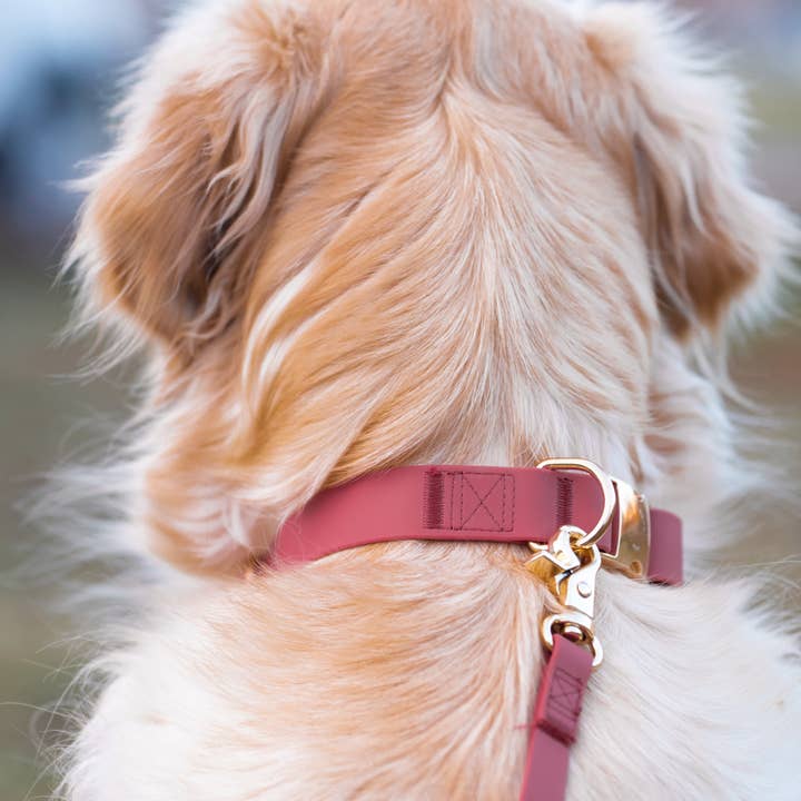 SUNNY TAILS - Wholesale Pet Collar - Dog - Mulberry Burgundy Waterproof Dog Collar