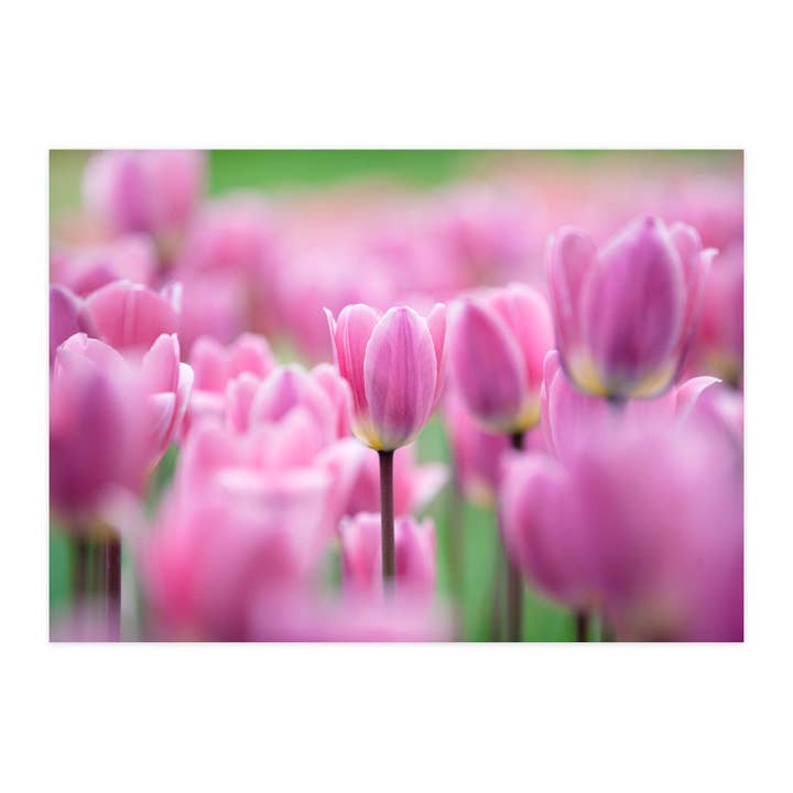 Cartolina "Gioia dei tulipani" per la vendita all'ingrosso da parte di paruspaper. nutzfeine papeterie