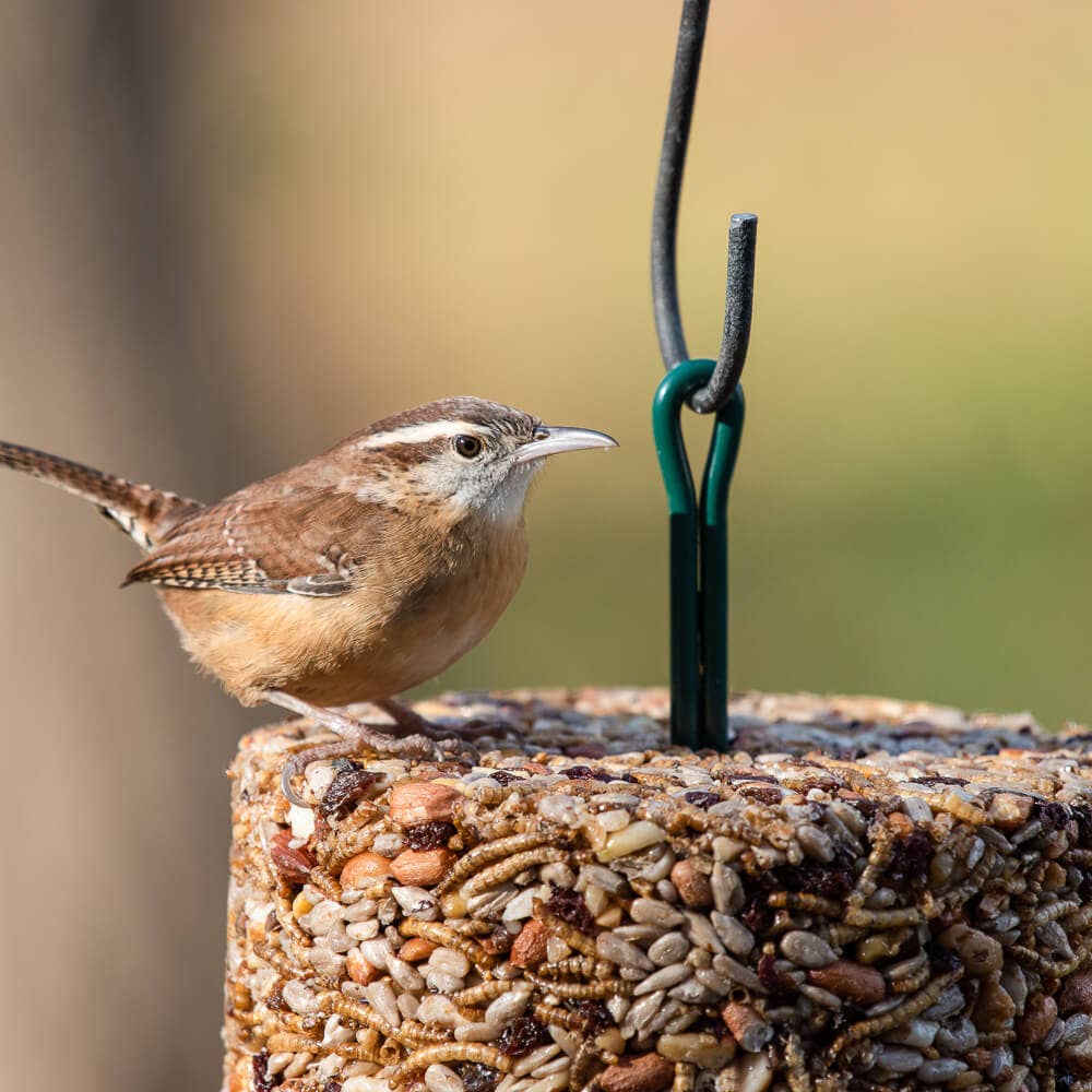 Mr Bird - Wholesale Pet Food - Not Cat/Dog - Bugs, Nuts, & Fruit Cylinder - Large2