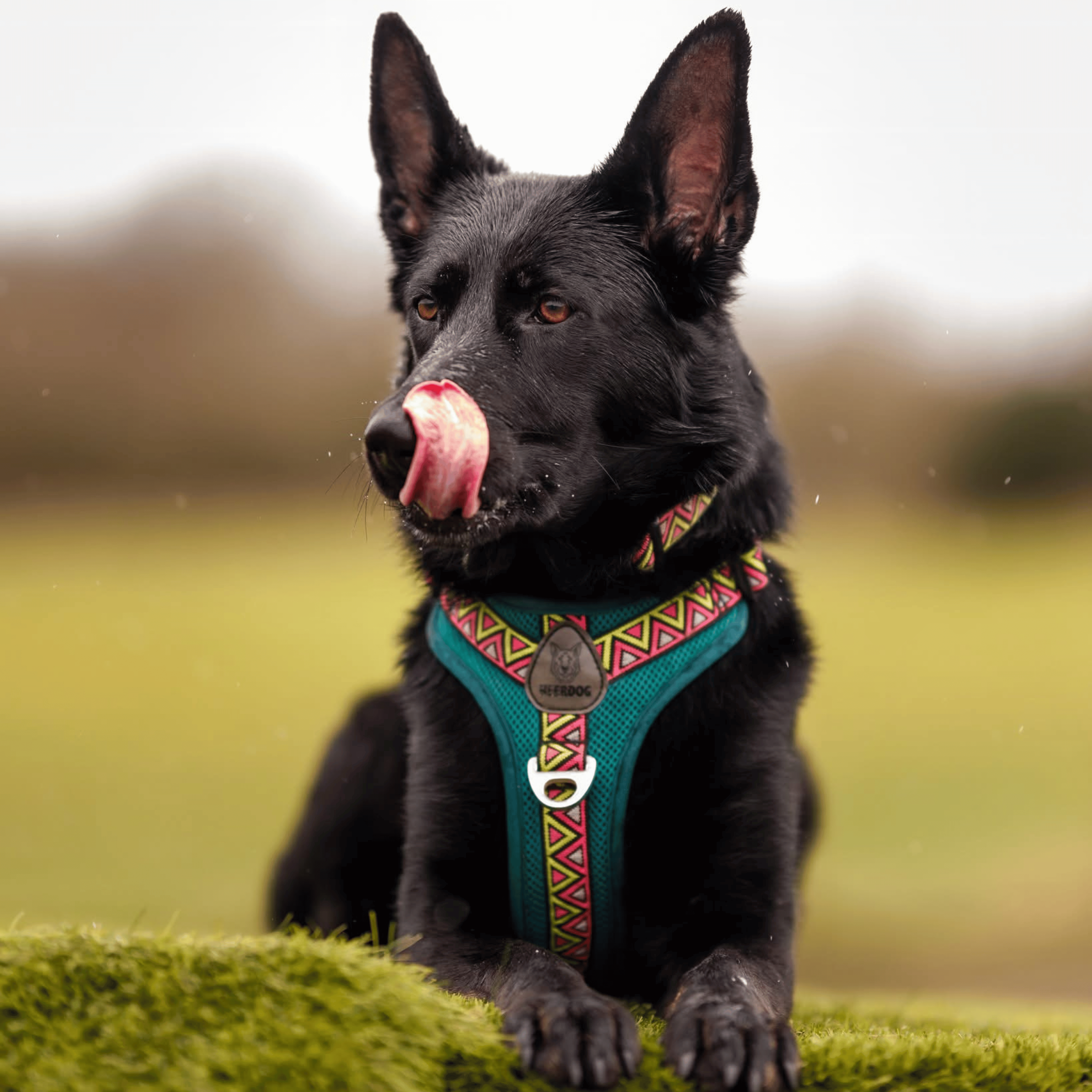 NEERDOG | Dog Harnesses | Dog Leads | Dog Collars | Coats – wholesale Pet harness – Dog – GO-B-BOLD Dog Harness | Breathable | Adjustable | Green5