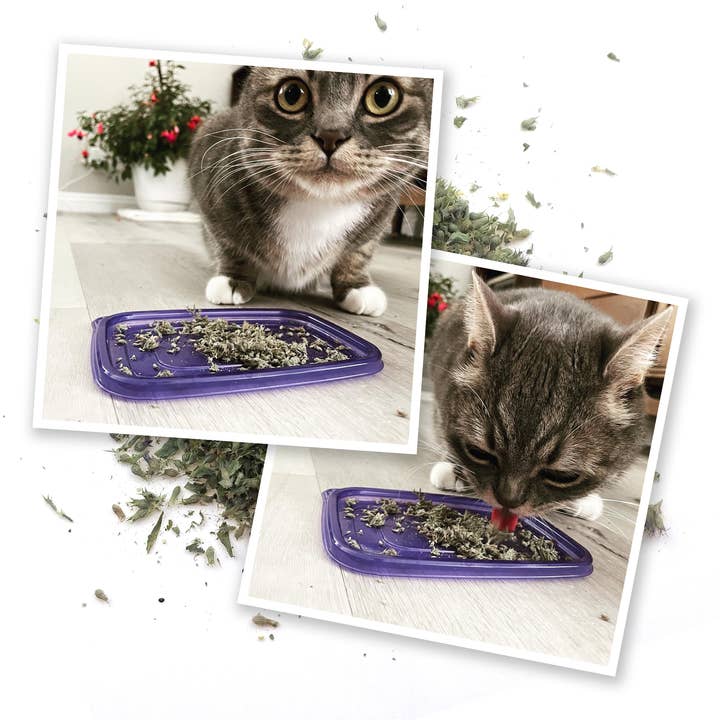 Meowijuana - Wholesale Catnip - Meowi-Waui - Ground Catnip and Catnip Buds