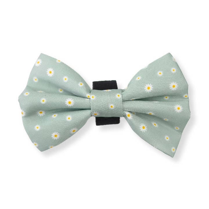 Papillon - Daisy Green per la vendita all'ingrosso da parte di Furry Tails